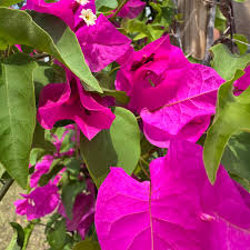 Image result for bougainvillea