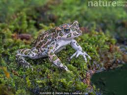 Attēlu rezultāti vaicājumam “Pseudepidalea viridis adult”