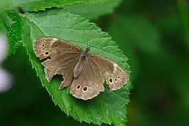 Attēlu rezultāti vaicājumam “Lopinga achine underside”