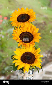 Attēlu rezultāti vaicājumam “Helianthus annuus flower”