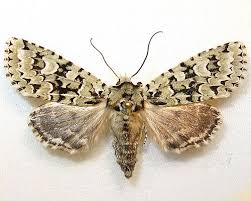 Attēlu rezultāti vaicājumam “Griposia aprilina”