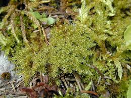 Attēlu rezultāti vaicājumam “Campylium stellatum sporophyte”