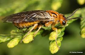 Attēlu rezultāti vaicājumam “Diprionidae”