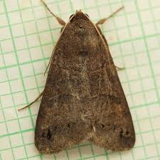 Attēlu rezultāti vaicājumam “Badhamiopsis scripta”