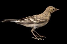 Attēlu rezultāti vaicājumam “Motacilla alba juvenile”