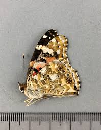 Attēlu rezultāti vaicājumam “Vanessa cardui”