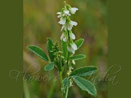 Attēlu rezultāti vaicājumam “Melilotus albus leaf”