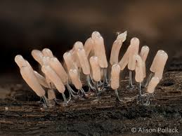 Attēlu rezultāti vaicājumam “Stemonitopsis amoena macro”