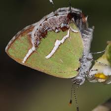 Attēlu rezultāti vaicājumam “Comatricha laxa stalked”