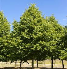 Attēlu rezultāti vaicājumam “Tilia x vulgaris”