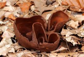 Attēlu rezultāti vaicājumam “Otidea bufonia”