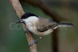 Attēlu rezultāti vaicājumam “Poecile palustris”