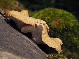 Attēlu rezultāti vaicājumam “Polyporus varius”