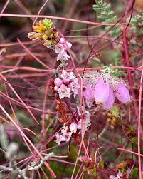 Attēlu rezultāti vaicājumam “Colostygia pectinataria female”