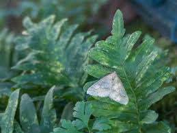 Attēlu rezultāti vaicājumam “Cabera exanthemata male”