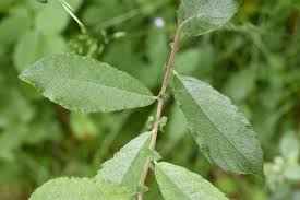 Attēlu rezultāti vaicājumam “Salix cinerea”