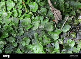 Attēlu rezultāti vaicājumam “Pellia epiphylla sporophyte”