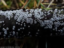 Attēlu rezultāti vaicājumam “Lachnella alboviolascens”