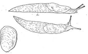 Attēlu rezultāti vaicājumam “Malacolimax tenellus”