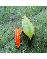 Attēlu rezultāti vaicājumam “Adalia bipunctata larva”