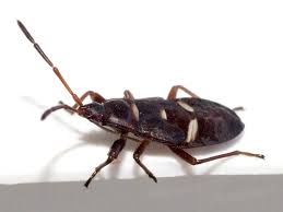 Attēlu rezultāti vaicājumam “Gastrodes grossipes”