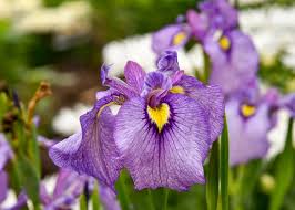 Attēlu rezultāti vaicājumam “Iris pseudacorus flower”