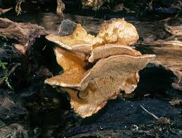 Attēlu rezultāti vaicājumam “Pycnoporellus fulgens”