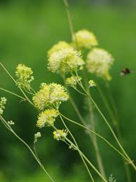 Attēlu rezultāti vaicājumam “Thalictrum flavum flower”
