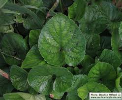 Attēlu rezultāti vaicājumam “Viola odorata leaf”