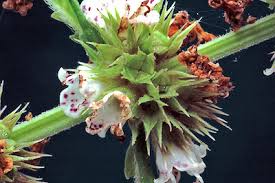 Attēlu rezultāti vaicājumam “Lycopus europaeus flower”