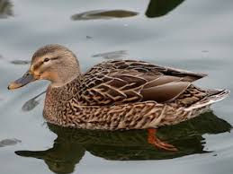 Attēlu rezultāti vaicājumam “Anas platyrhynchos”