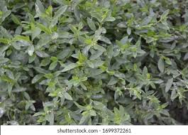 Attēlu rezultāti vaicājumam “Polygonum aviculare leaf”