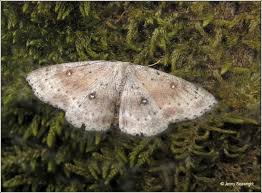 Attēlu rezultāti vaicājumam “Cyclophora albipunctata”