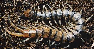 Attēlu rezultāti vaicājumam “Myriapoda”