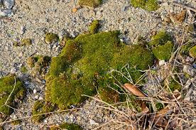 Attēlu rezultāti vaicājumam “Ceratodon purpureus”