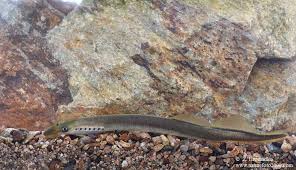 Attēlu rezultāti vaicājumam “Lampetra planeri”