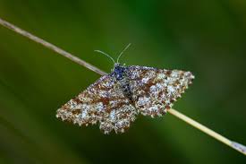 Attēlu rezultāti vaicājumam “Ematurga atomaria”