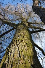 Attēlu rezultāti vaicājumam “Salix alba”