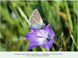 Attēlu rezultāti vaicājumam “Eumedonia eumedon male”