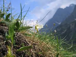 Attēlu rezultāti vaicājumam “Pinguicula alpina flower”