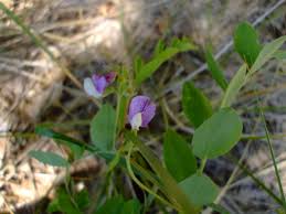 Attēlu rezultāti vaicājumam “Lathyrus japonicus subsp. maritimus”