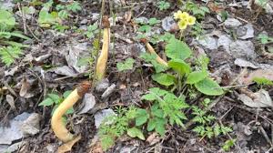 Attēlu rezultāti vaicājumam “Verpa bohemica”