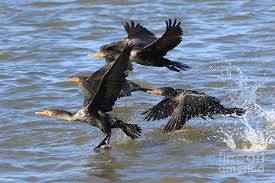 Image result for Phalacrocorax auritus