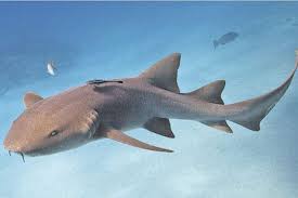 Image result for Ginglymostoma unami