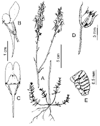 Attēlu rezultāti vaicājumam “Linaria loeselii leaf”