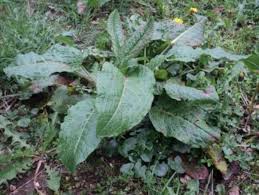 Attēlu rezultāti vaicājumam “Rumex obtusifolius fruit”