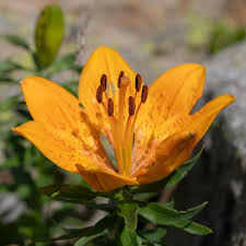 Attēlu rezultāti vaicājumam “Iris rosenbachiana flower”