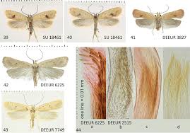 Attēlu rezultāti vaicājumam “Agonopterix hypericella”
