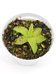 Attēlu rezultāti vaicājumam “Pinguicula vulgaris leaf”