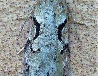 Attēlu rezultāti vaicājumam “Semioscopis steinkellneriana”